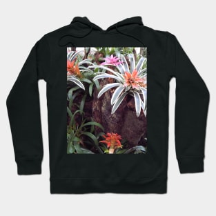 Bromeliads in Brazil Hoodie